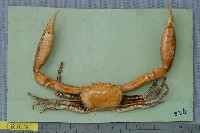 藏品(長手隆背蟹)的圖片